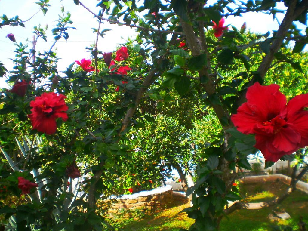 Paros Rita Studios Piso Livadi Phòng bức ảnh